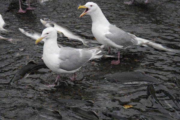 Da müsst ihr jetzt wohl noch streiten, bei diesem Überfluss!