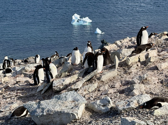 Hier sind viele Eselpinguine zu Hause