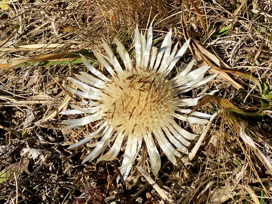 Silbern ist die Distel