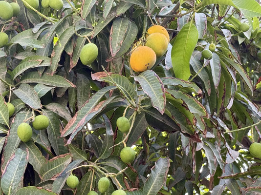 ...mit Mangos an den Bäumen