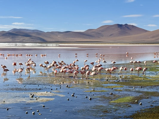 ...an der traumhaften Laguna Colorado