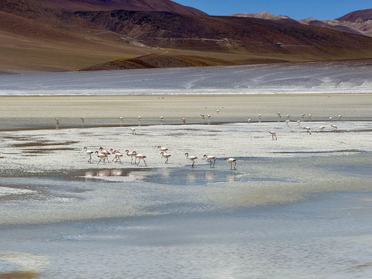 Auch hier stolzieren die Flamingos
