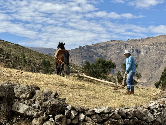 ...und das Pferd wird vor den hölzernen Pflug gespannt