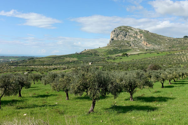 Wieviele Olivenbäume gibt es wohl in Sizilien?