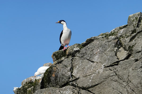 Vogelwelt...ein Kormoran