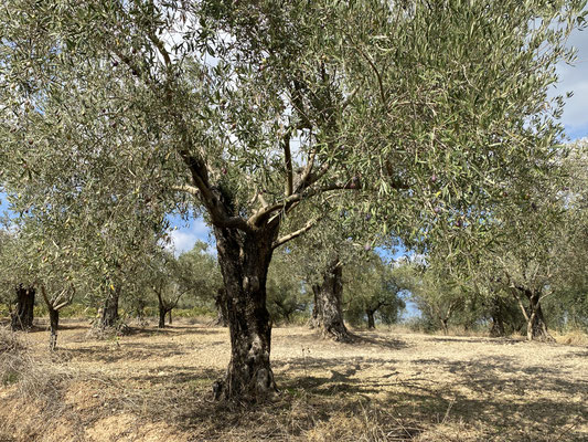 Wieviele Olivenbäume gibt es wohl in Griechenland?