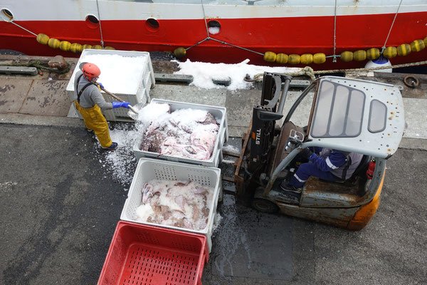 Viel Fisch wird abgeladen