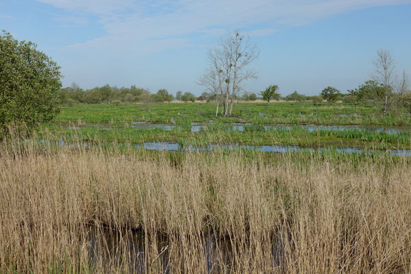 Im Parc naturel de Brière