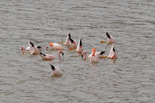 Schwänzchen in die Höh :-)