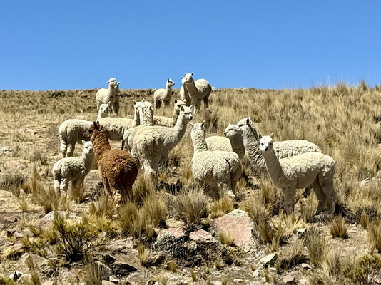 Wir sehen Hunderte von Alpacas