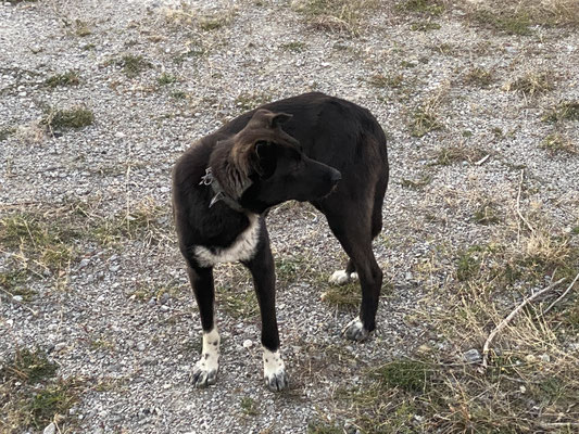 Halsband mit Stacheln für den Hund