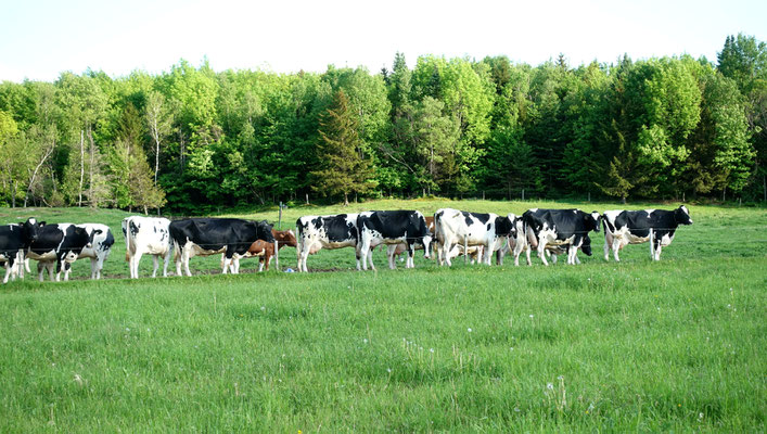 Zu Besuch auf der Farm