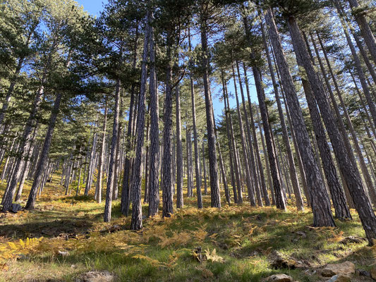 Weiter durch Herbstwald