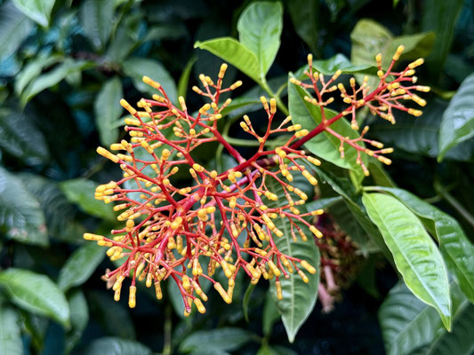Schöne Flora