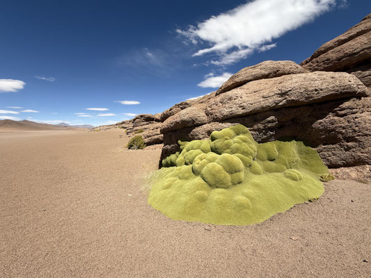 Ein Farbtupf in der Wüste