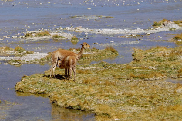 ...Vicunas