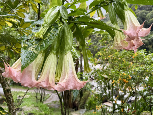 ...und tolle Blumen