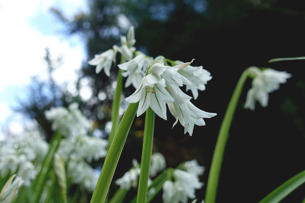 Frühlingsblumen