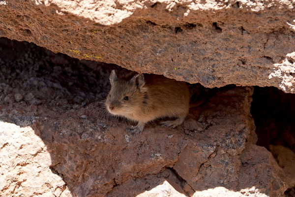 ...und auch diese kleine Maus
