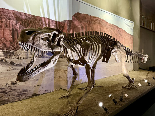 Ein wichtiges Fossilienfundgebiet