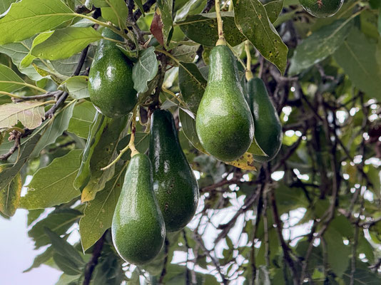 Die Bäume sind voll