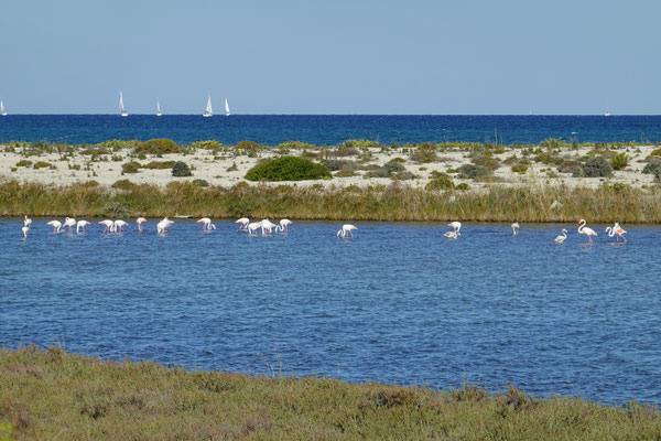 ...und Flamingos beim Tor nach Lefkada