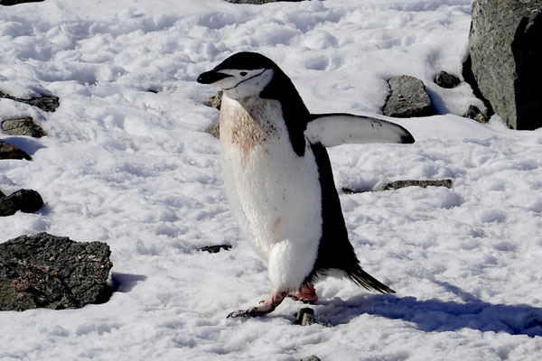 Hier leben Zügelpinguine