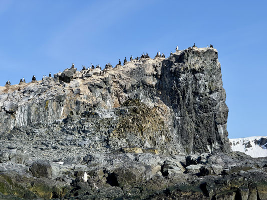 Felsen voller Vögel