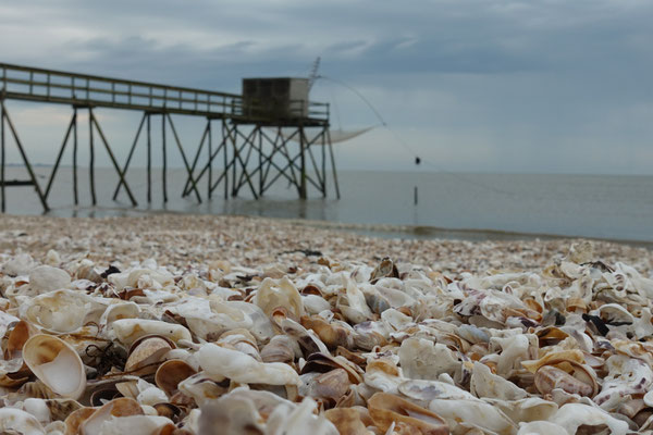 Muschelschalenstrand