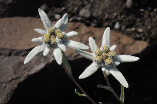 Echte Edelweiss im Botanischen Garten