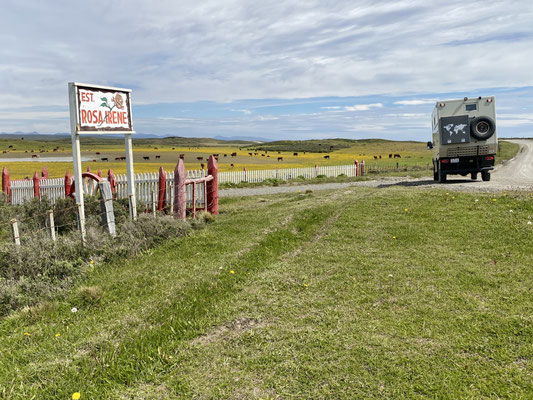 Kühe, Schafe und Guanacos weiden hier