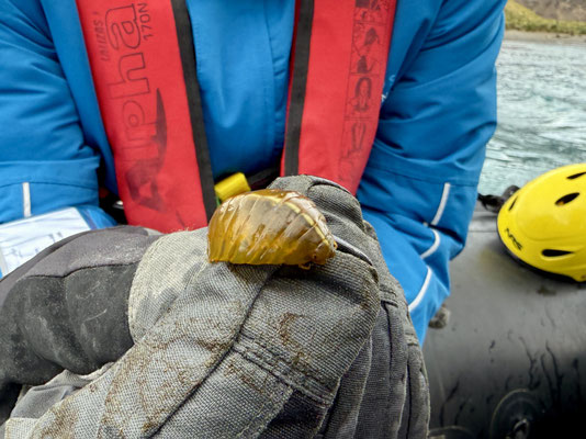 Urtierchen aus dem Wasser