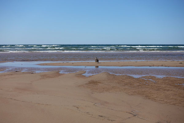 Der Adler sitzt am Strand