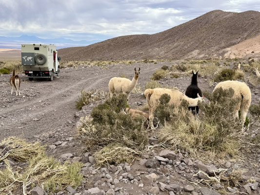 Hier bleiben wir, mit netten Nachbarn...