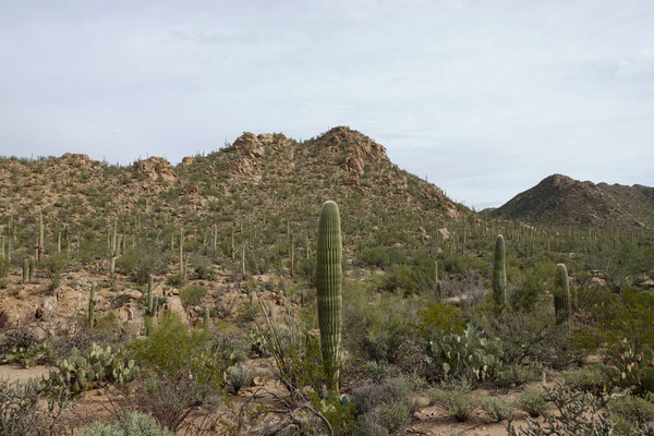 Saguaro NP