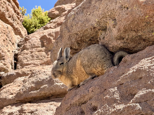 Hier sind die Viscachas zuhause