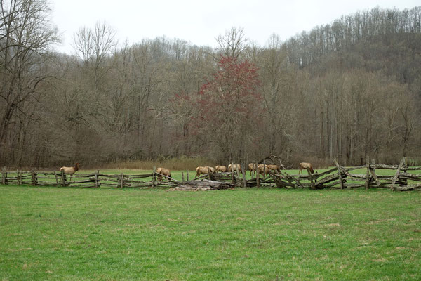 Wilde Tiere am Weiden