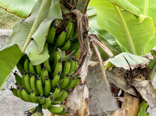 Bananen gibt es auch bald
