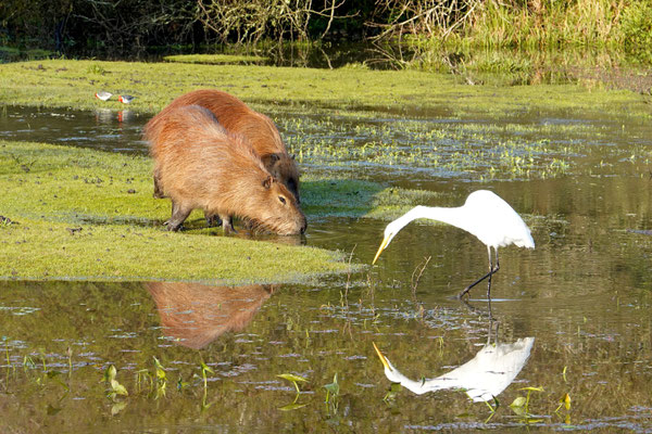 ...und Fauna