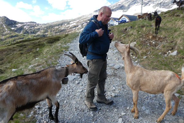 Von Bosco Gurin hoch zur Alp, Mähhhh...ich will ein Leckerli!