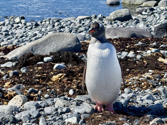 Eselpinguine - schaut diese starken Füsse