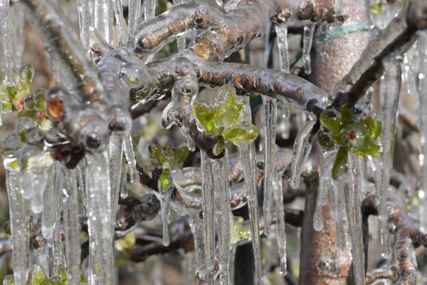 Frost ist angesagt-die schon blühenden Bäumchen werden in Eis gehüllt, das schützt die Blüten