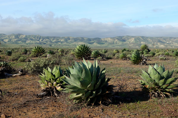 Baja California / Mexico