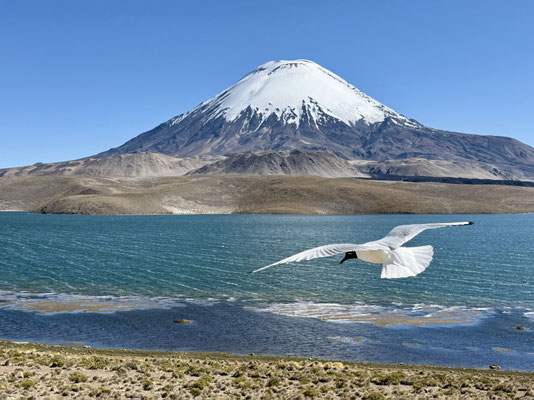 Der Lago Chungara mit dem Vulkan Parinacota