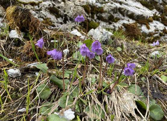 Frühlingsboten