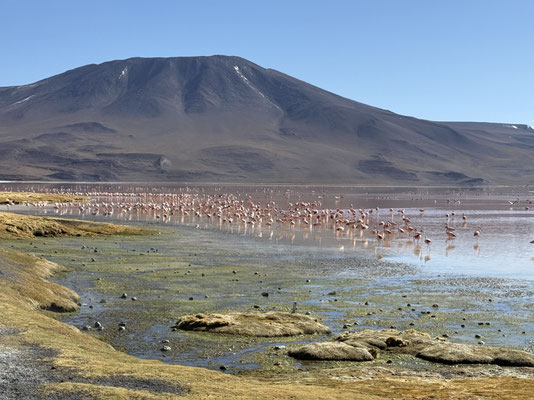 ...mit sooo vielen Flamingos