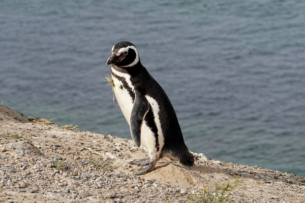 Hier leben ein paar Pinguine