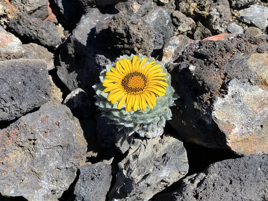 Herzige Blumen zwischen den Steinen