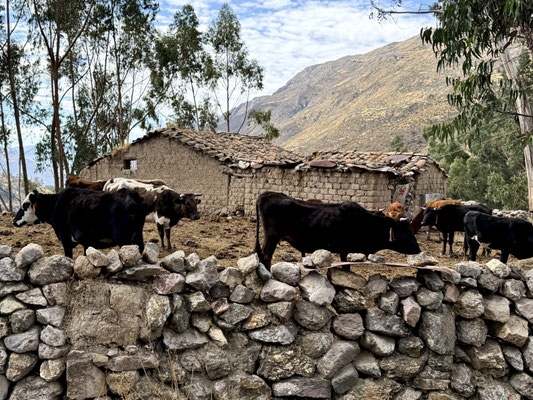 Es hat viele Kühe hier