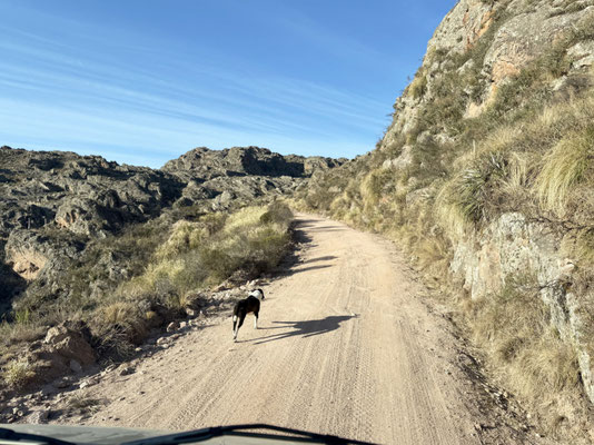 Der Hund begleitet uns am nächsten Tag